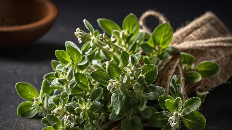 Fresh oregano sprigs bundled with twine, representing oregano oil in The Good Stuff collection.