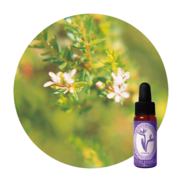 SA FLOWER ESSENCE Meditation Essence - THE GOOD STUFF